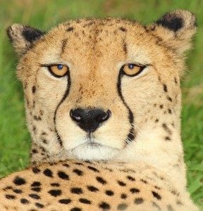 CHEETAH - Tame that WiFi Beast